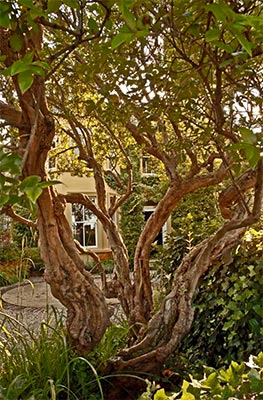 Retaining existing mature trees adds character to the garden